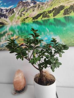 La Ficus - 2