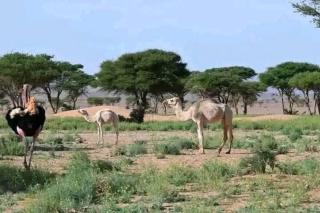 Sahara Escape tours - Mhamid - 8