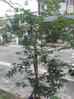 Huge room transient - 9