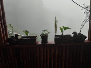 Green wood cottage - Nathia Gali - 3