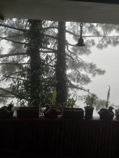 Green wood cottage - Nathia Gali - 4