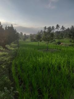 361 Alam - Rarang - 8