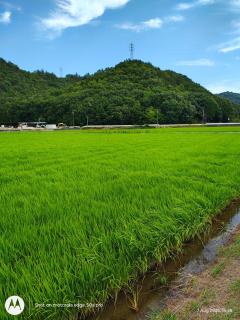 Smith 夫婦 - Setouchi - 2