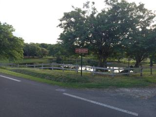 L ombre du manguier - 5