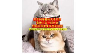 My Ocean Villa 月牙桐海景民宿 - Ruifang - 7