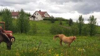 Birkikinn Holiday Home - Birkikinn - 1