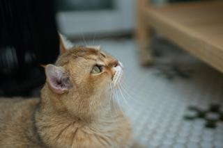 Peking Garden Siheyuan Boutique Hotel-Forbidden City&Beihai Park&Historic Hutong-Traditionnal yard&Sunshine terrace&Tea house&home kitchen - 9