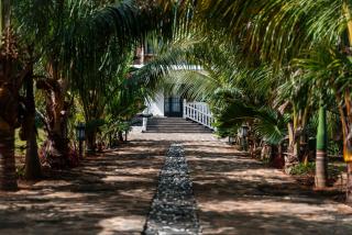 Allee coco - Trou aux Biches - 8