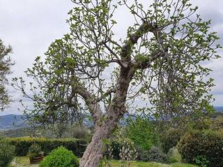 Pleasant holiday home in Seggiano with private terrace - Seggiano - 1