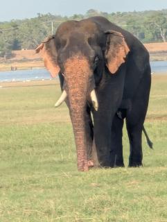 Jungle Eco Lodge & Safari - 2