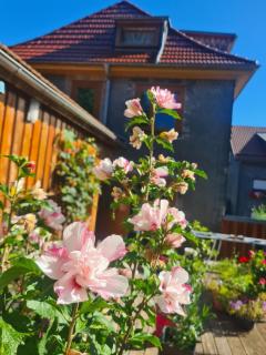 Apartment Schneestern - Suhl - 9