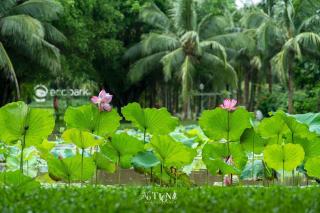 Ecopark Lushy Stay - Vạt Xanh - Kim Quan - 2