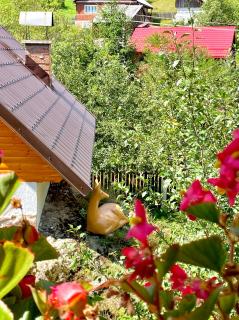 Cabana Stânca Căprioarei - Gârda de Sus - 7
