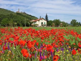 Serenity farmhouse in Castiglion Fiorentino - Castiglion Fiorentino - 5