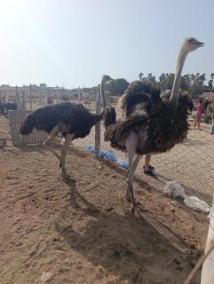 Dakhla Surf School & Lodge - Oulad Akkou - 5