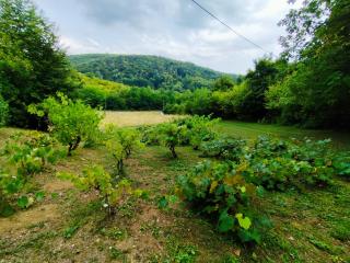 UNDER THE GREEN ROOF - 1