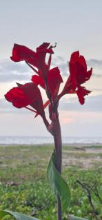 Paradise beach homestay - Alleppey - 5