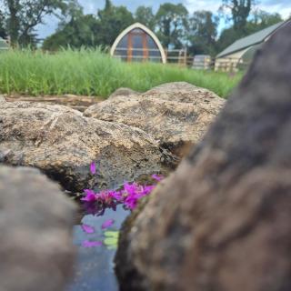 Swan Lake Glamping - Cavan - 4