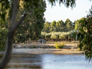 Petra Olive 2 - 9