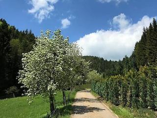 Waldbauernhof - 3