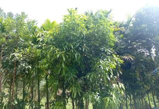 Nethanya Homestay - Ella - 7