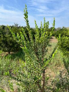 Hort de les Oronetes - 4