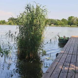 BigCarpHome - 7