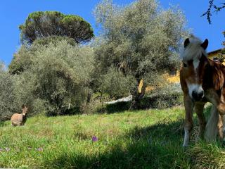 Historic Farmhouse Near Lucca In Tuscany - Lucca - 6