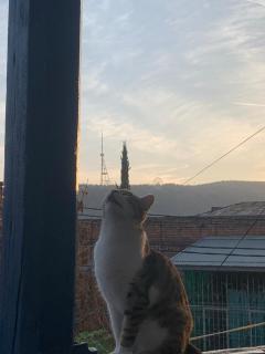 Solskinn Tbilisi - 2