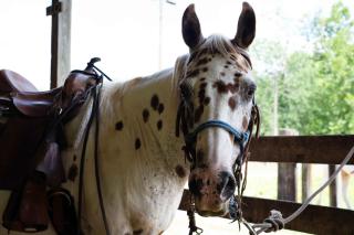 YMCA Trout Lodge - 5