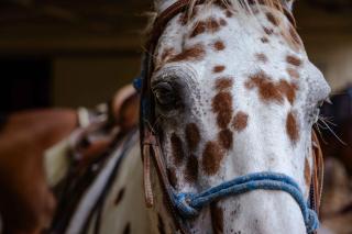 YMCA Trout Lodge - 4