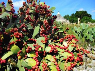 Cottage in Cisternino with Garden & BBQ - 1