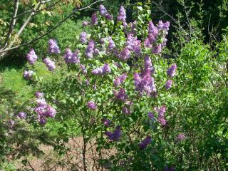 Bed and Breakfast Al Laghetto - 5