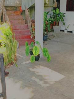 Hiru Villa Weligama - 4