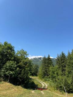 Silence of the Forest - Foča - 6