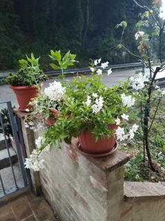 Biancaneve - Valtopina - 6