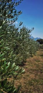 Holiday home “Olive” - 7