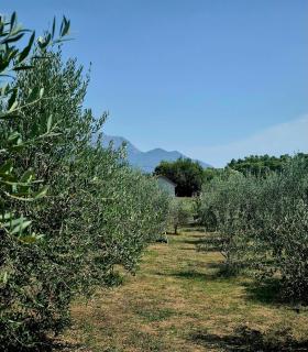 Holiday home “Olive” - 8