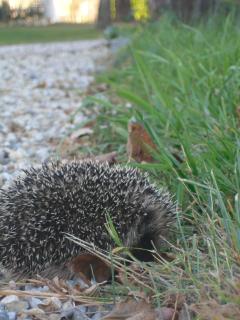 Le Manoir Lacustre - 2