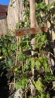 Skipper House - Ruteng - 6