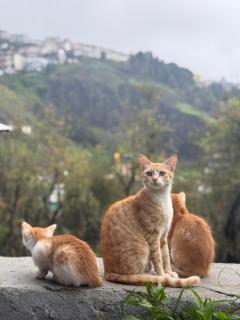 Rave Raja CoWorking Hostels - 1