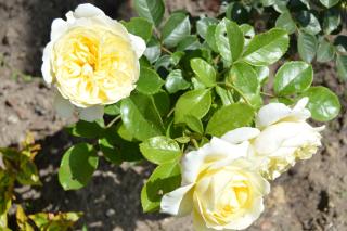 La Vieille Distillerie - 1