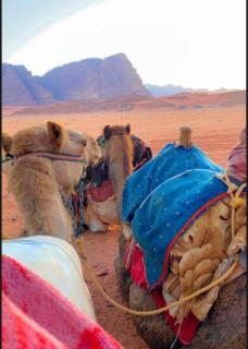 Enad desert camp - Wadi Rum - 6