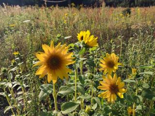 Agroturystyka Dzika Łąka apartament - 4