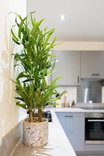 #57 Central Taunton 2BR APT - Taunton - 3