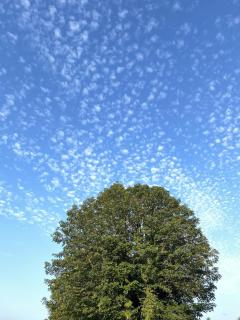 Noahs Ark Shepherds Hut - Launceston - 6