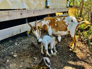 Lodge A NASSA - Olivese - 4