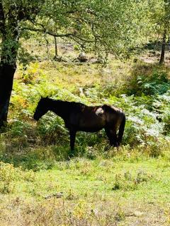 Lodge A NASSA - Olivese - 5