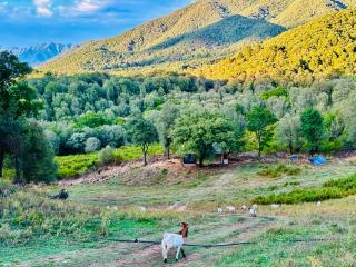 Lodge A NASSA - Olivese - 6