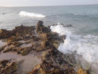 Sea Turtles Guest House - Ras al Hadd - 1